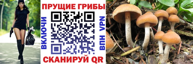 Галлюциногенные грибы MAGIC MUSHROOMS  магазин  наркотиков  Канаш 
